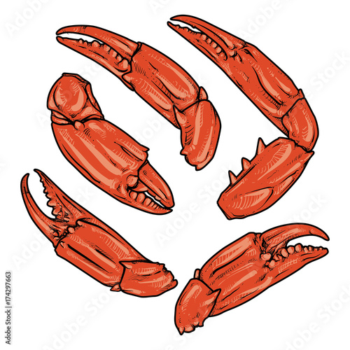 claws isolated on white background. vector. crab with clipping path. seafood.