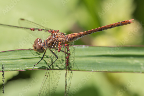 Sympetrum meridionale female. Infested by lots of Arrenurus mites, which are quite typically for that species.