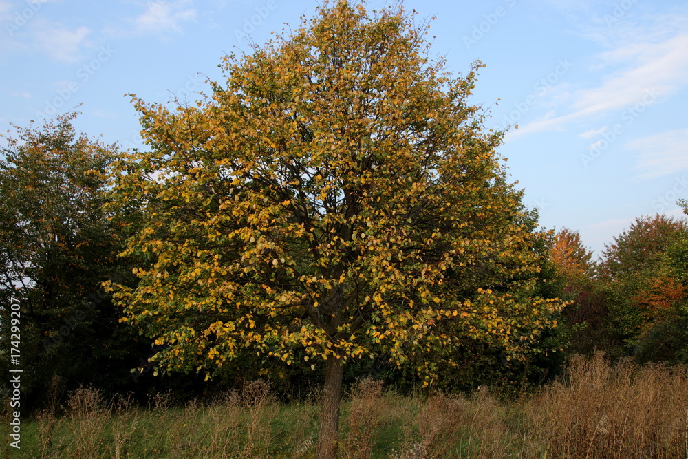 Herbstbeginn Herbstbeginn
