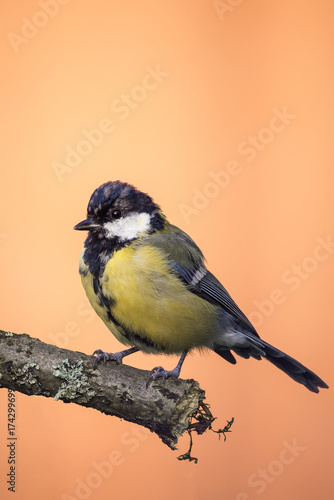 Perched young great-tit on wooden branch with grey lichen