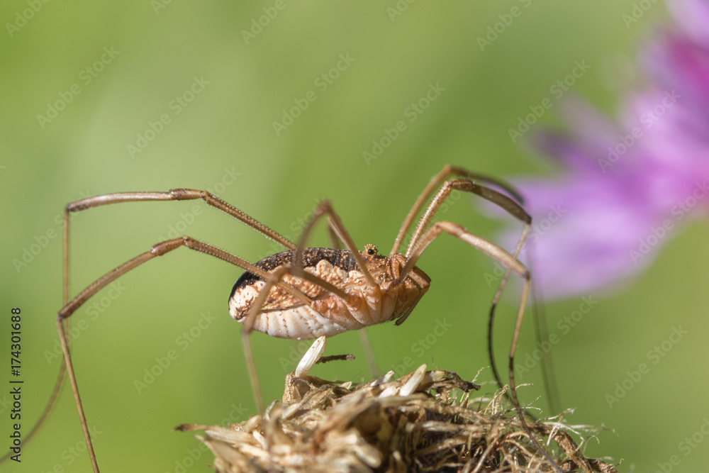 Daddy longlegs spider - Mitopus morio Daddy longlegs spider - Mitopus morio