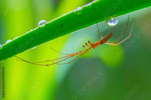 Photography After rain