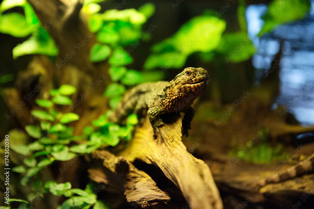 Obraz premium Lizard . Poland