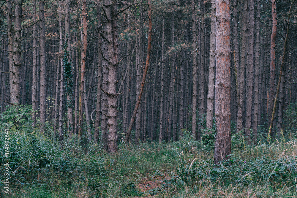 Obraz premium Forest Landscape