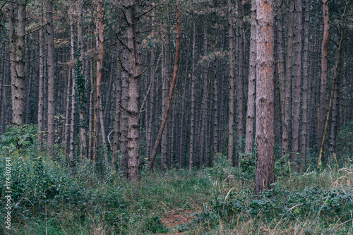 Fototapeta Naklejka Na Ścianę i Meble -  Forest Landscape