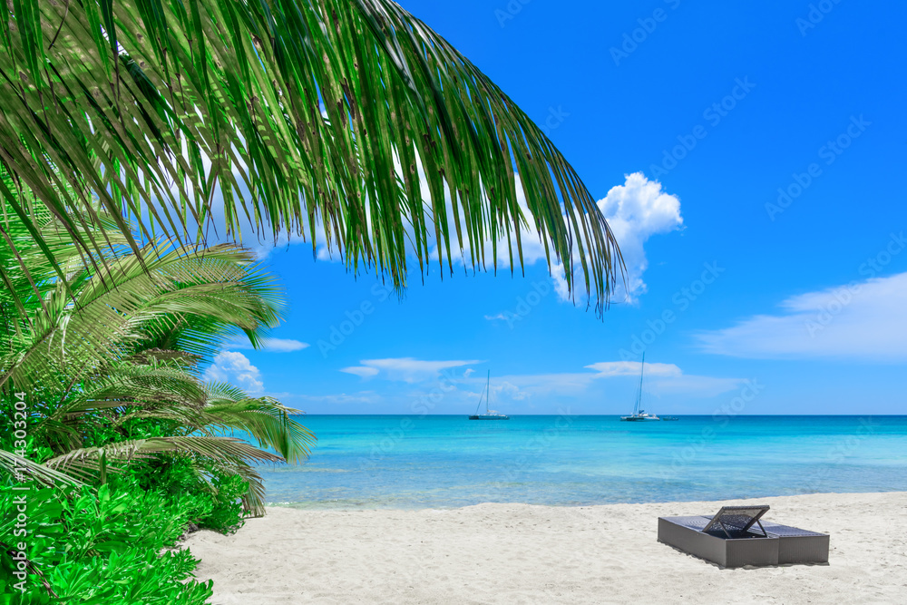 sunny summer landscape waterfront seashore overlooking the palm tree