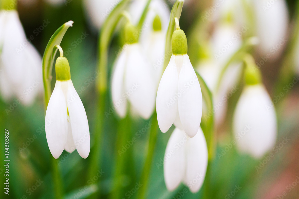 Fresh snowdrops blooming in the sunny day Fresh snowdrops blooming in the sunny day
