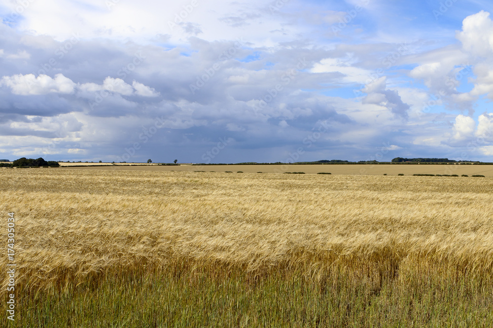 golden barley fields