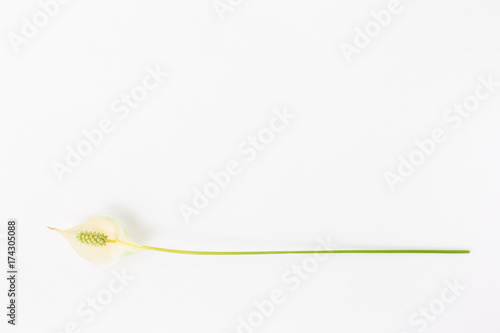 Spathiphyllum on white background. Top view  minimalism  Lightness concept.