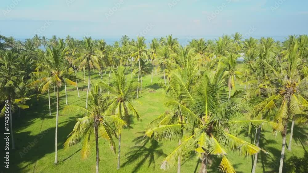 AERIAL CLOSE UP: Flying above lush palm tree canopies overlooking blue ocean on the horizon. Palms growing in tropical forest on the coast. Beautiful tall palm trees with dense canopy and narrow trunk AERIAL CLOSE UP: Flying above lush palm tree canopies overlooking blue ocean on the horizon. Palms growing in tropical forest on the coast. Beautiful tall palm trees with dense canopy and narrow trunk