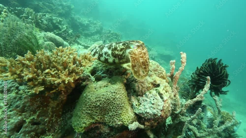 Broadclub cuttlefish (Sepia latimanus) changing color while swimming over coral reef at Sangalaki Island Broadclub cuttlefish (Sepia latimanus) changing color while swimming over coral reef at Sangalaki Island