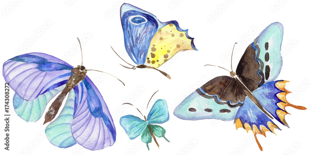 Fototapeta premium Exotic butterfly wild insect in a watercolor style isolated. Full name of the insect: blue butterfly. Aquarelle wild insect for background, texture, wrapper pattern or tattoo.