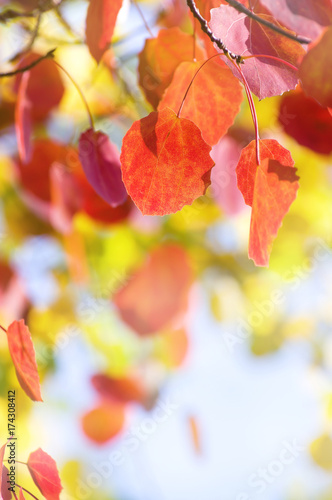 Natural bright background with colored aspen leaves © Leonid Ikan