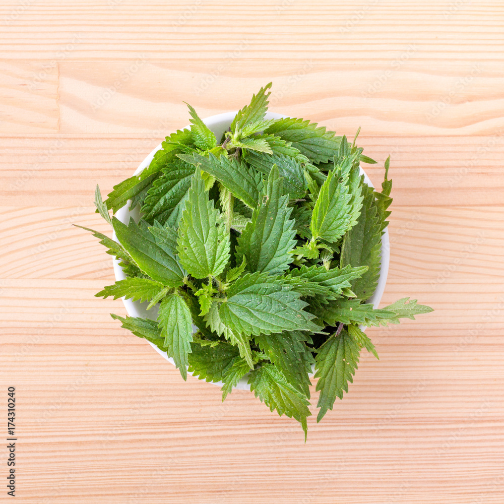 fresh nettle / Bowl with fresh nettle leaves fresh nettle / Bowl with fresh nettle leaves