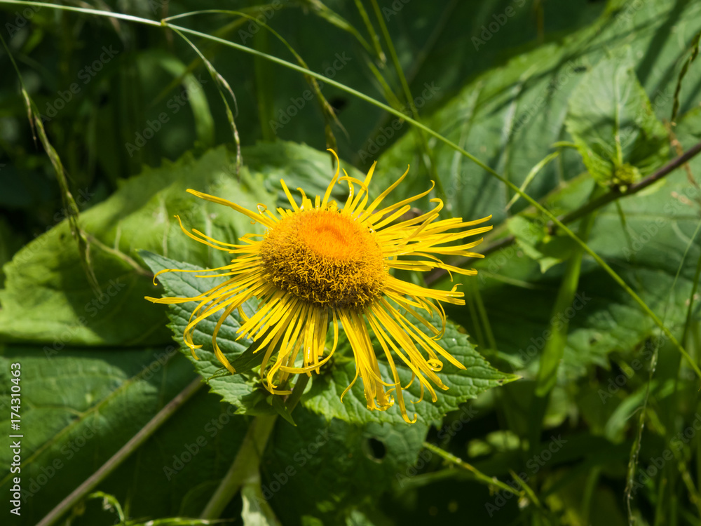 Blooming Telekia Speciosa yellow flowers macro, selective focus, shallow DOF Blooming Telekia Speciosa yellow flowers macro, selective focus, shallow DOF
