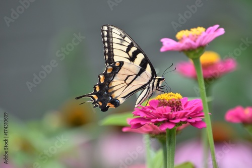 Yellow swallowtail on Zinnia flower