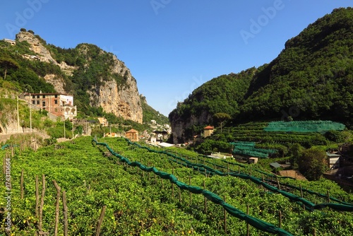 Terraced fields of lemon trees in Valle delle Ferriere, Amalfi Coast, Italy
