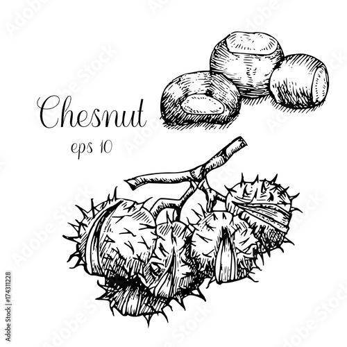 Hand drawn chestnut nuts.