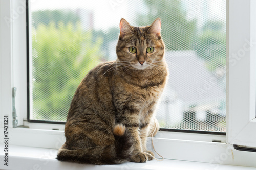 three-colored cat with green eyes sits on a window equipped with a metal mesh