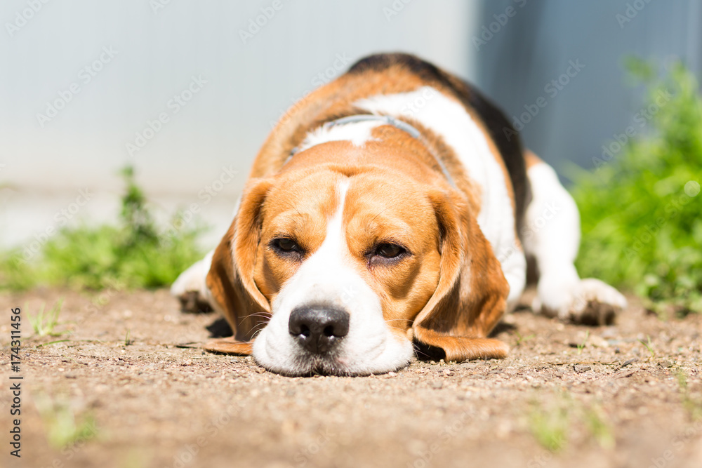 A beagle dog at the age of 2 years is lying on the ground on a sunny day