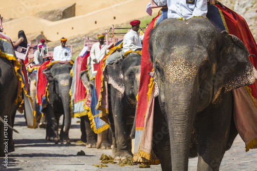 Photography Decorated elephants in Jaleb Chowk in Amber Fort in Jaipur, India