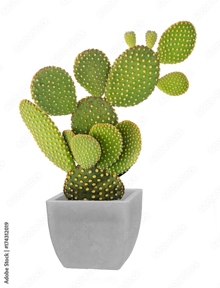 Opuntia cactus isolated on white background Opuntia cactus isolated on white background