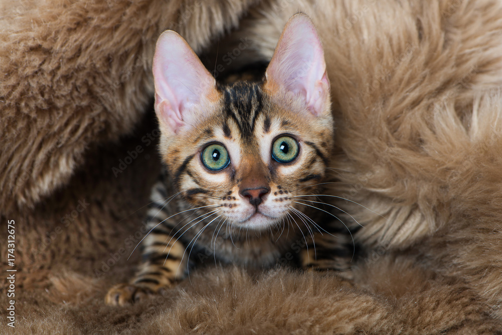 Bengalkatze Bengalkatze