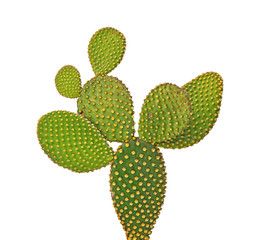Gordijnen Cactus Macro-opname stekelige cactusbladeren  © Dmitry