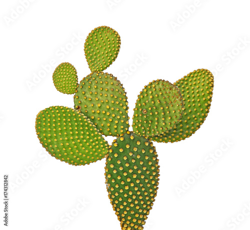 Leinwand Poster close up of cactus