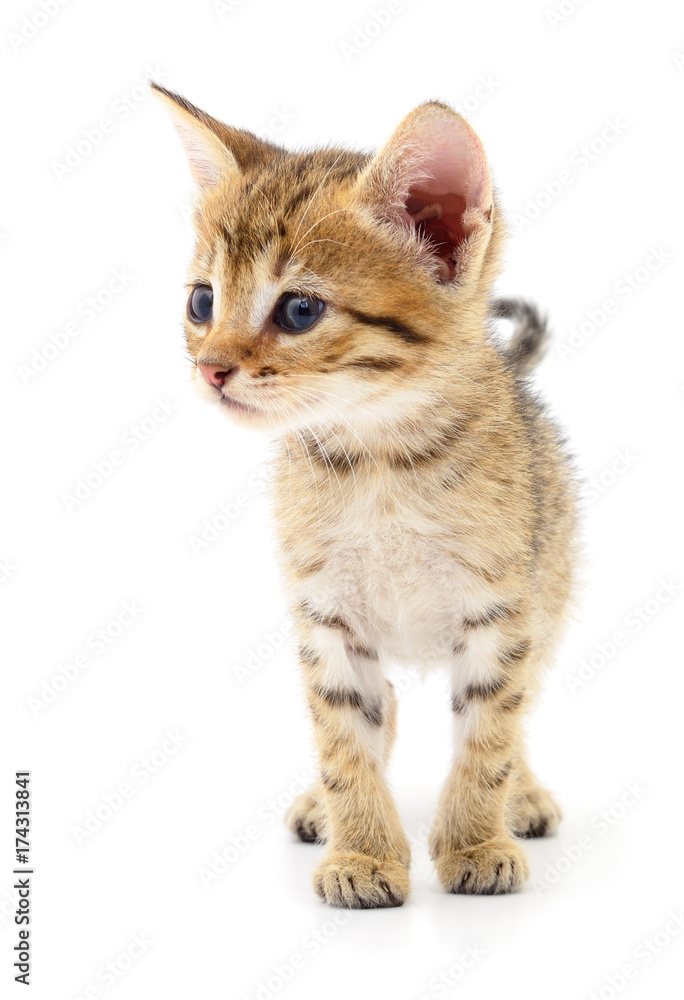 Small brown kitten.