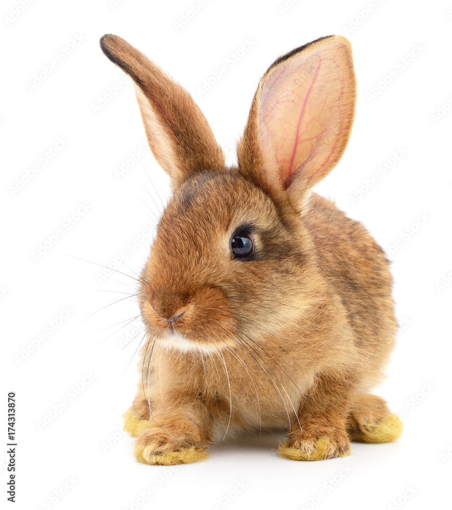 Obraz premium Brown rabbit on white.