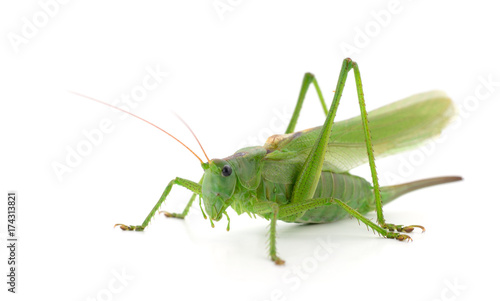 Green locust isolated © olhastock
