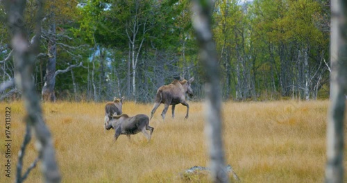 Female moose mother with two young elk calfs walks in forest