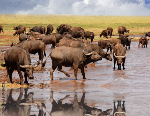 Herd of cape buffalo standing in Lake Kariba with a good water reflection, Zimbabwe
