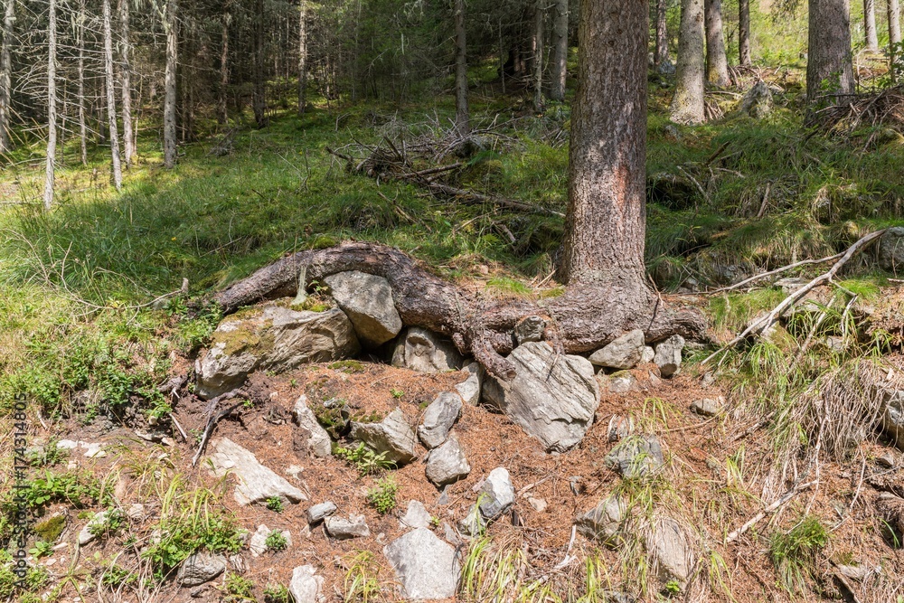 Wurzeln eines alten Baumes in den Bergen, Österreich Wurzeln eines alten Baumes in den Bergen, Österreich