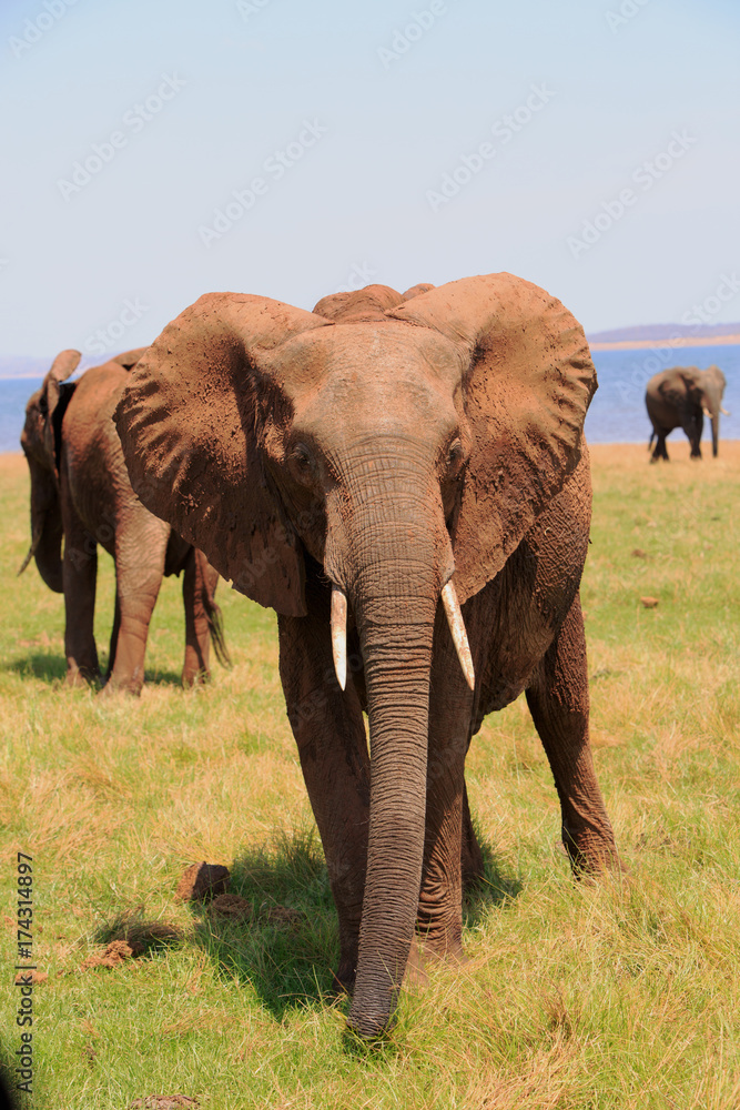 Fototapeta premium Portrait of a Bull Elephant on the shoreline of Lake Kariba, with a herd of elephants in the background, Zimbabwe