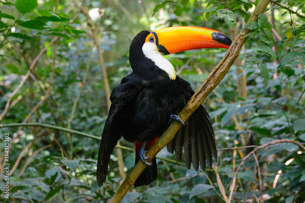 Obraz premium Colorful toucan in the aviary