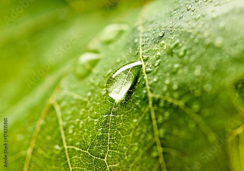Grape leaf with dew drops. Beautiful drops of rain water on a green leaf. Drops of dew in the morning glow in the sun. Beautiful leaf texture in nature. Natural background.