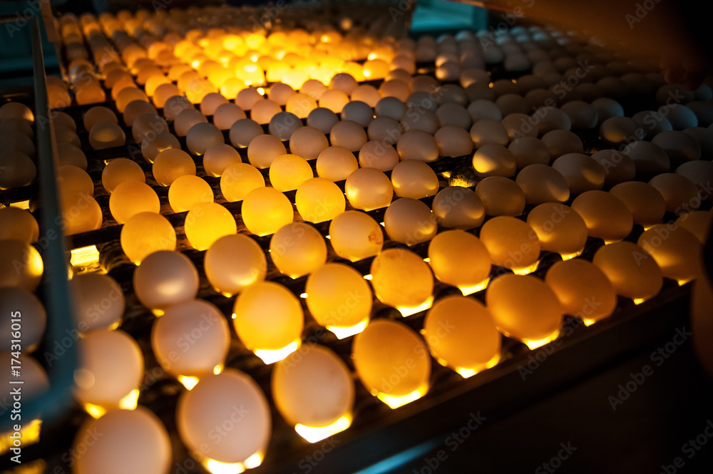 Fresh and raw chicken eggs on a conveyor belt, being moved throught light control to the packing house. Consumerism, egg production, automated business, organic farming concept. Selective focus Fresh and raw chicken eggs on a conveyor belt, being moved throught light control to the packing house. Consumerism, egg production, automated business, organic farming concept. Selective focus