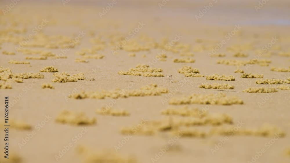 A macro shot of sand dwellers digging holes on an orange beach. A macro shot of sand dwellers digging holes on an orange beach.