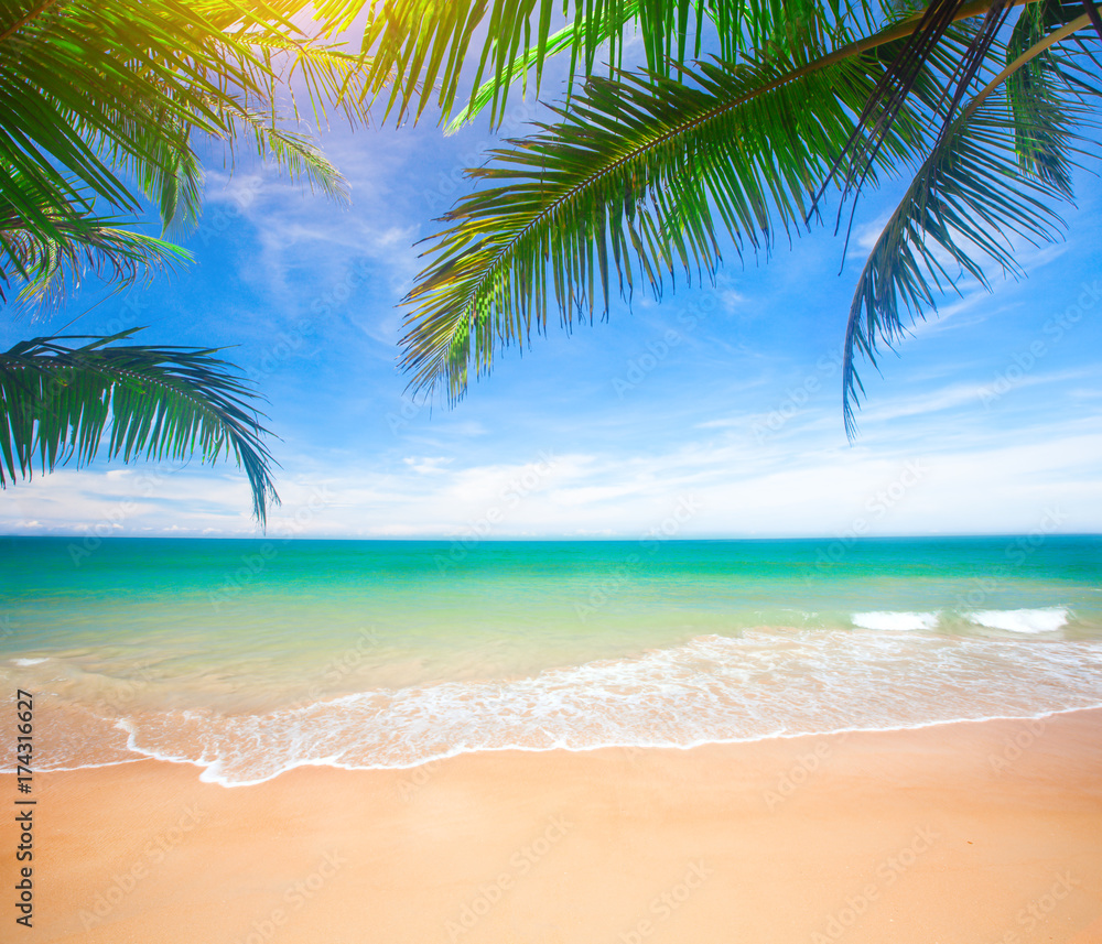 Palm and tropical beach
