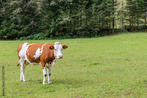 Kuh auf einer Weide in   sterreich