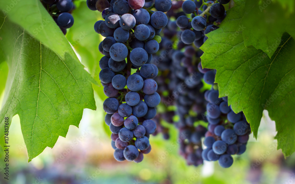 wine grapes, a ripe bunch of dark grapes, in the sun. Vineyards .