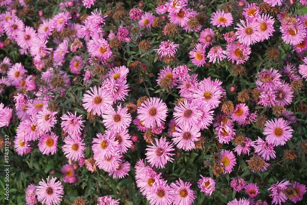 Fototapeta premium Autumn asters flowers