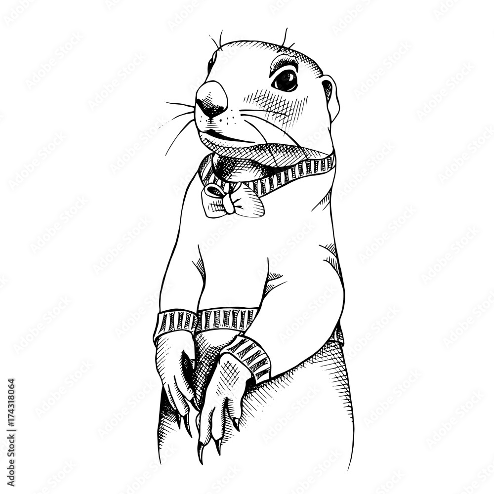 Fototapeta premium Gopher in a pullover. Vector black and white illustration.