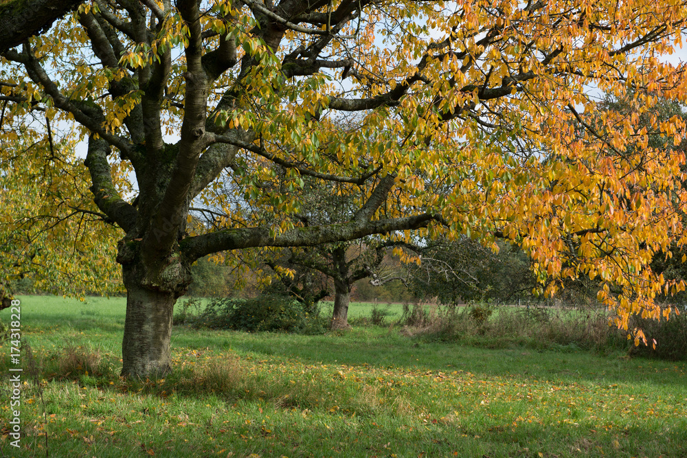 Fototapeta premium Herbstwald im Taunus