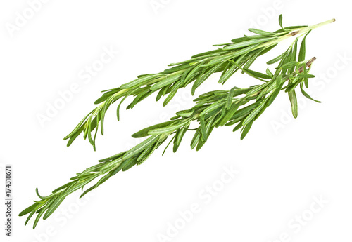 Rosemary isolated on a white background