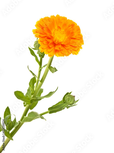 Calendula Officinalis  flower with leaves isolated on a white background
