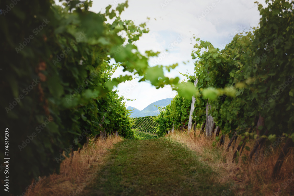 Fototapeta premium Narrow path through green vineyard