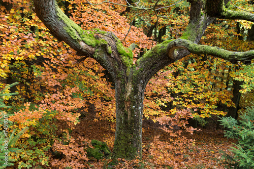 Herbstwald im Taunus